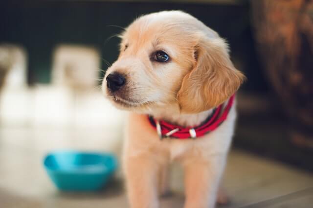 VIP (Very Important Pup) Toby gives a whole new meaning to Dodger Dog